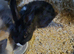 Lionhead x dutch
