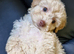 TRUE TEACUP MALTIPOO GIRL