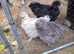 silkie roos
