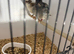 Blue carrier cock & white/fawn hen breeding pair