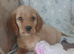 Working cocker spaniel