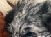 Bordoodle Merle pup