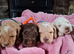Beautiful Cockapoo Puppies For Sale