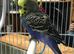 Hand tame baby budgie
