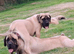 English Mastiff