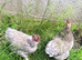 2 hens and rooster chicken