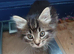Beautiful kittens