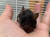 Really friendly black & white male fancy mouse