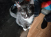 Exquisite Maincoon x Siamese Babies Ready for Loving homes