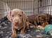 3 female minature dachshund puppies