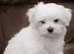 Looking for female Maltese kc reg