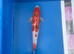 Koi carp 37cm sanke