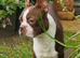 Red Boston Terrier Stud
