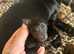 8 Adorable Sausage Pups Ready for Their Forever Homes