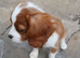 Four Beautiful Blenheim Cavalier King Charles Spaniel Puppies