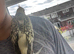 Very tame cockatiel read description