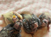 Hand-Reared Cockatiels
