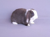 Gorgeous mini lop rabbits