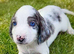 Beautiful cocker spaniels for sale