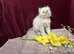3 CHEEKY COLOURPOINT PERSIAN BOYS (READY FRI 17TH) 16 hours