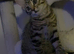 Female Tabby kitten