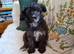 Papillon x toy poodle v small