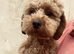Two Stunning DNA hereditary clear RED Cavapoo female puppies 11 months old