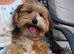 Male Yorkshire Terrier