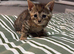 Maine coon cross kittens