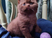 Pure pedigree bsh GCCF reg kittens