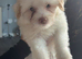 Maltapoo 3 left!