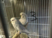 Budgies 3 breeding pairs for sale
