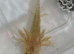 Beautiful mix clutch of baby Hypo Axolotls