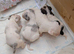 Parson Russell terrier
