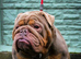 English bulldog puppies for sale males and females