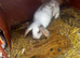 mini lop
