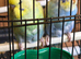 Budgies