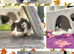 GORGEOUS BLACK & WHITE KITTENS FOR SALE
