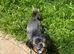 3 year old female dog