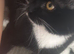Tuxedo cat half maincoon