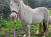Quiet Cob mare