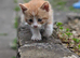 Male kitten