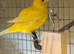 PAIR OF FIFE CANARY'S