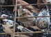 Coloured racing pigeons