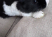 Adorable Rex x Dutch x Lop Baby Rabbits