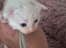 6 beautiful Maine coon kittens