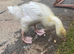 Young male goose