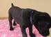Stunning Black & Yellow Labrador Puppies