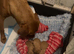 Fox red lab last big boy