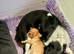 Gorgeous Cavapoo puppy one left!!